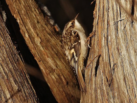 Фото Brown Creeper