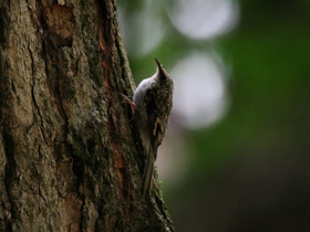 Фото Brown Creeper