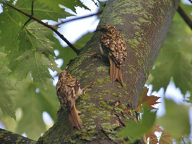 Фото Brown Creeper