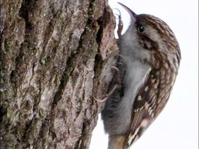 Фото Eurasian treecreeper