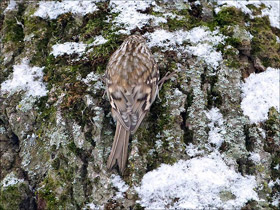 Фото Eurasian treecreeper