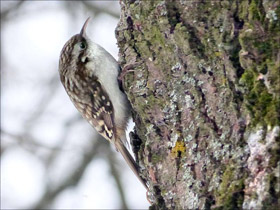 Фото Eurasian treecreeper