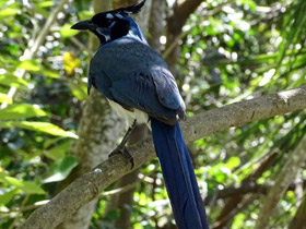 Фото Black-throated magpie-jay