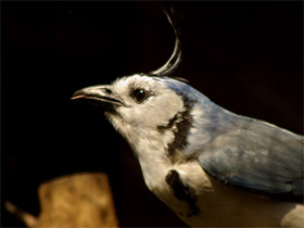 Фото White-throated magpie-jay