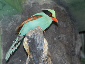 Фото Common green magpie