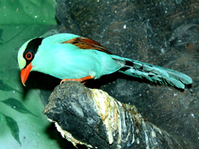 Фото Common green magpie