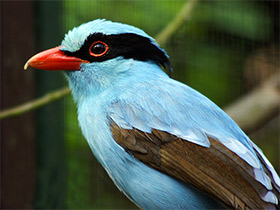 Фото Urraca ventrigualda 