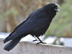 Фото American crow