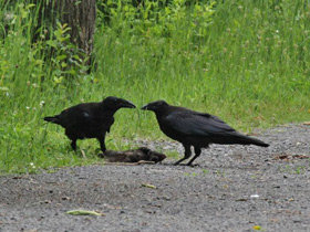 Фото American crow