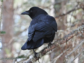 Фото American crow