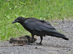Фото American crow