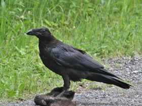 Фото American crow