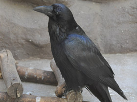 Фото Common raven