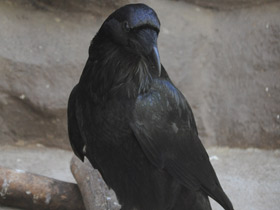 Фото Common raven