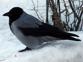 Фото Hooded crow