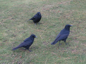Фото Carrion crow