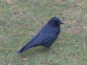 Фото Carrion crow