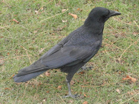 Фото Carrion crow