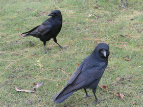 Фото Carrion crow
