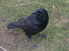 Фото Carrion crow