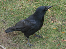 Фото Carrion crow
