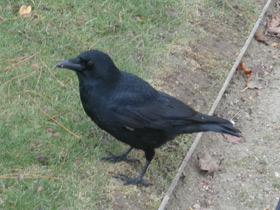 Фото Carrion crow