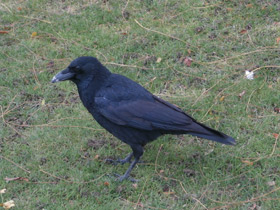 Фото Carrion crow