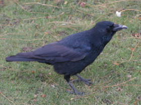 Фото Carrion crow