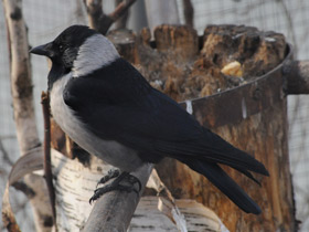 Фото Daurian jackdaw