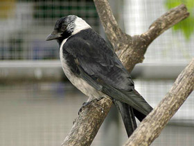 Фото Daurian jackdaw