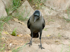 Фото House Crow