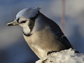 Фото Blue jay