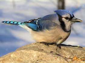 Фото Blue jay