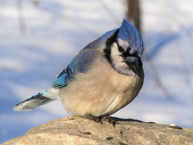 Фото Blue jay