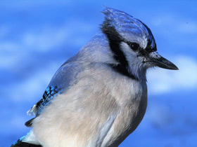 Фото Blue jay