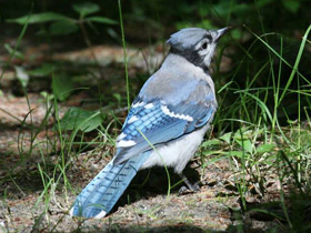 Фото Blue jay