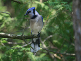 Фото Blue jay