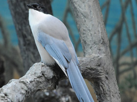 Фото Azure-winged magpie