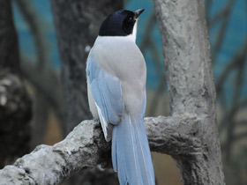 Фото Azure-winged magpie