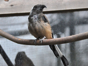 Фото Sumatran treepie