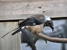 Фото Sumatran treepie