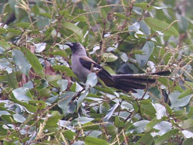 Фото Rufous treepie