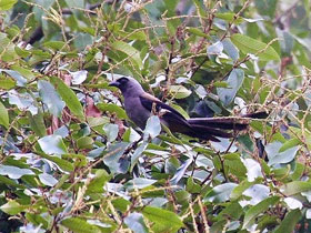 Фото Rufous treepie