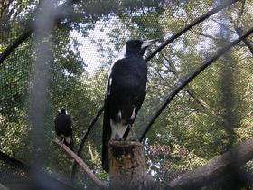 Фото Australian magpie