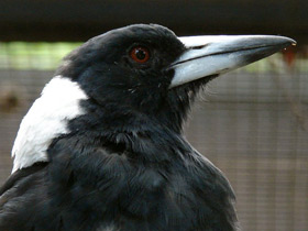 Фото Australian magpie