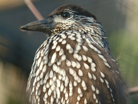 Фото Spotted nutcracker