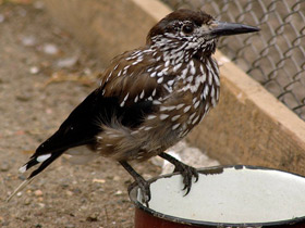 Фото Spotted nutcracker