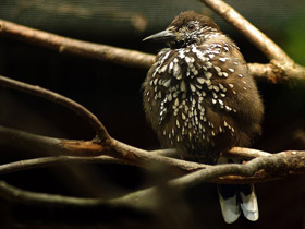 Фото Spotted nutcracker