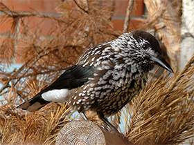 Фото Spotted nutcracker