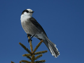Фото Gray jay